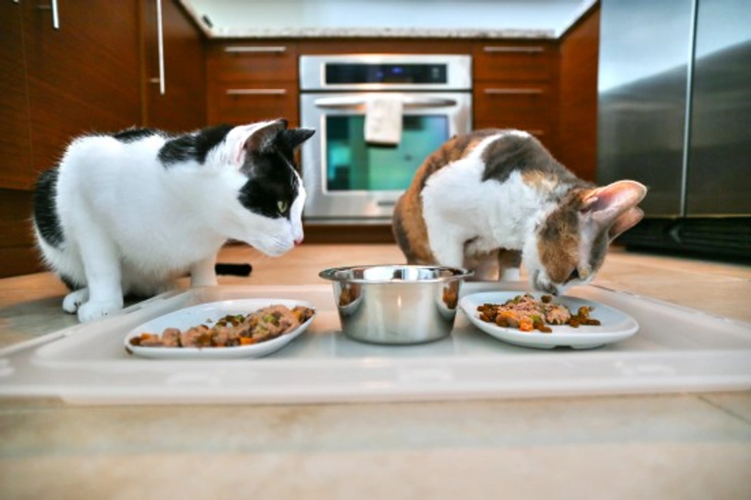 Tips for Feeding Multiple Cats in One Household