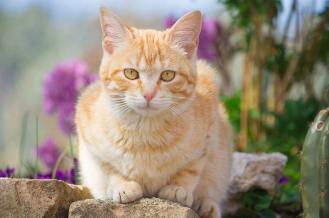 Effective Flea & Worm Treatments for Your Cat Now