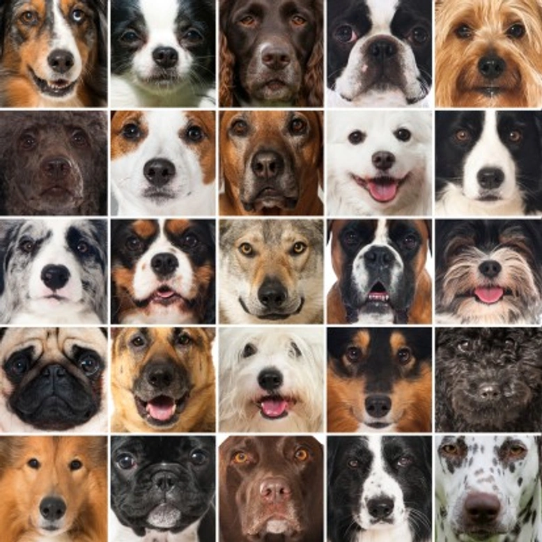 How to Narrow Down Your Search for the Right Dog Breed