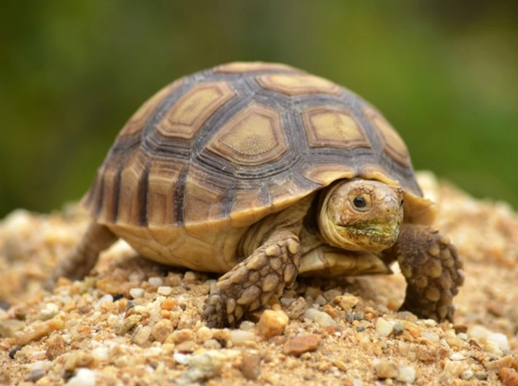 Tortoise and Turtle Shells: Care, Problems & Prevention