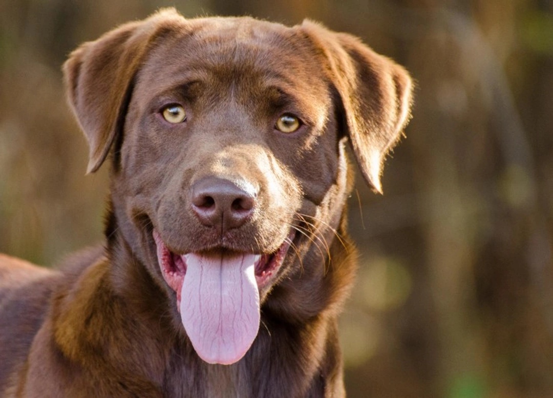 Labrador Retriever FAQ: Care, Training & Health in 2025