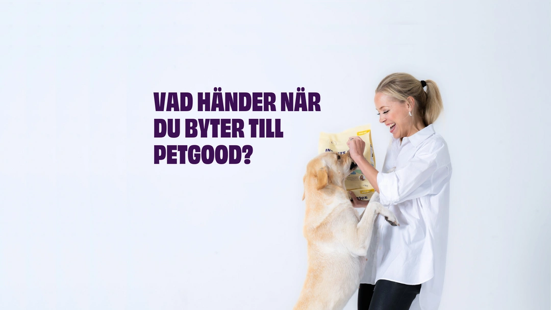 Vad händer när du byter till Petgood? De långsiktiga effekterna enligt kunderna