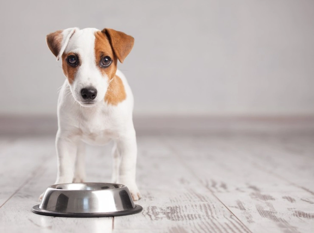 What to Feed Your Dog When You’ve Run Out of Dog Food
