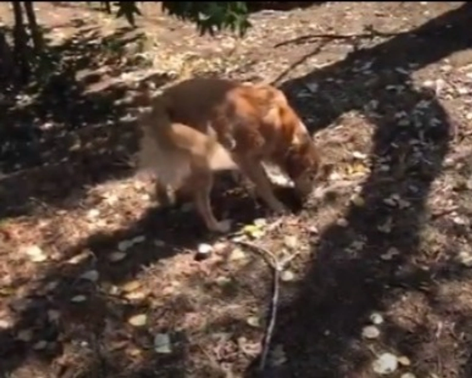 Adozioni cani: la storia di Lady e Tato, adozione di coppia