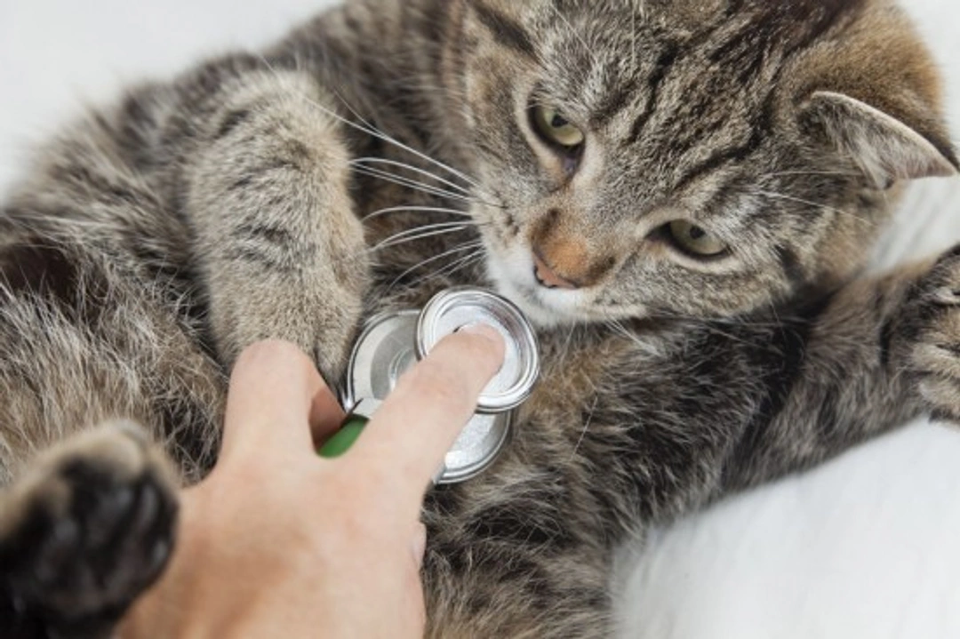 Signs of Illness in Cats: When to Call the Vet