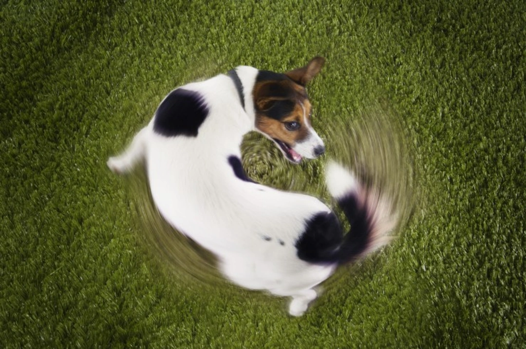 Why Does My Dog Chase Its Tail? Causes & Solutions