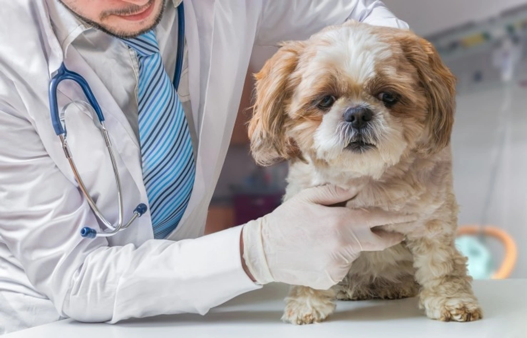 Complete Guide to Standard Veterinary Care for Dogs