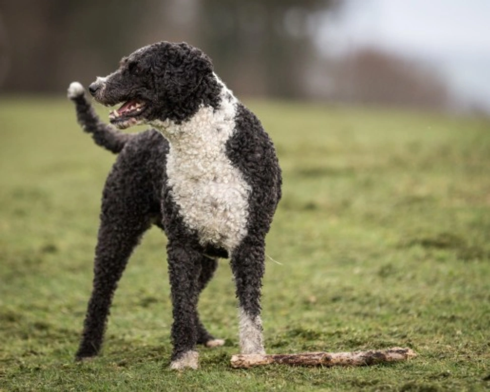 Dog breeds with dreadlocks: Care & breeds guide