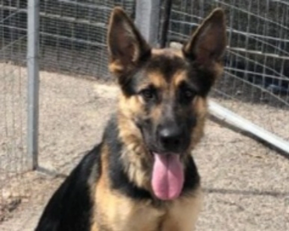 Adozioni cani: la storia di Emma, giovane Pastore Tedesco