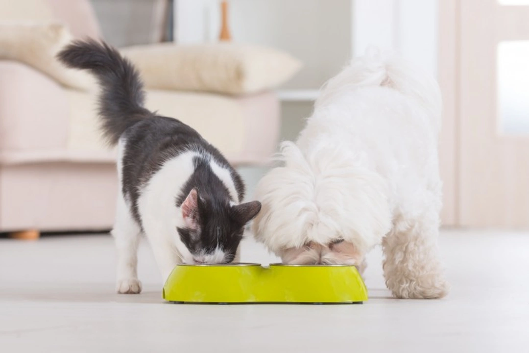 Can Dogs Eat Cat Food Long-Term? Risks & Advice