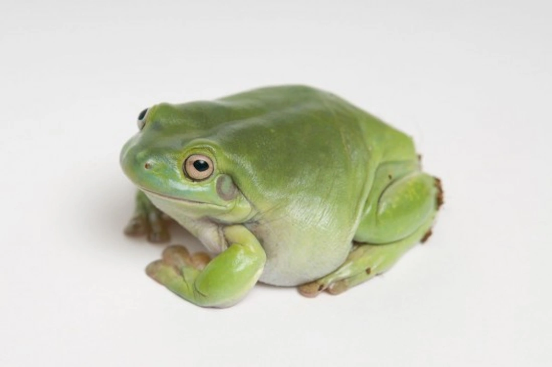 Complete Guide to White’s Tree Frogs as Pets