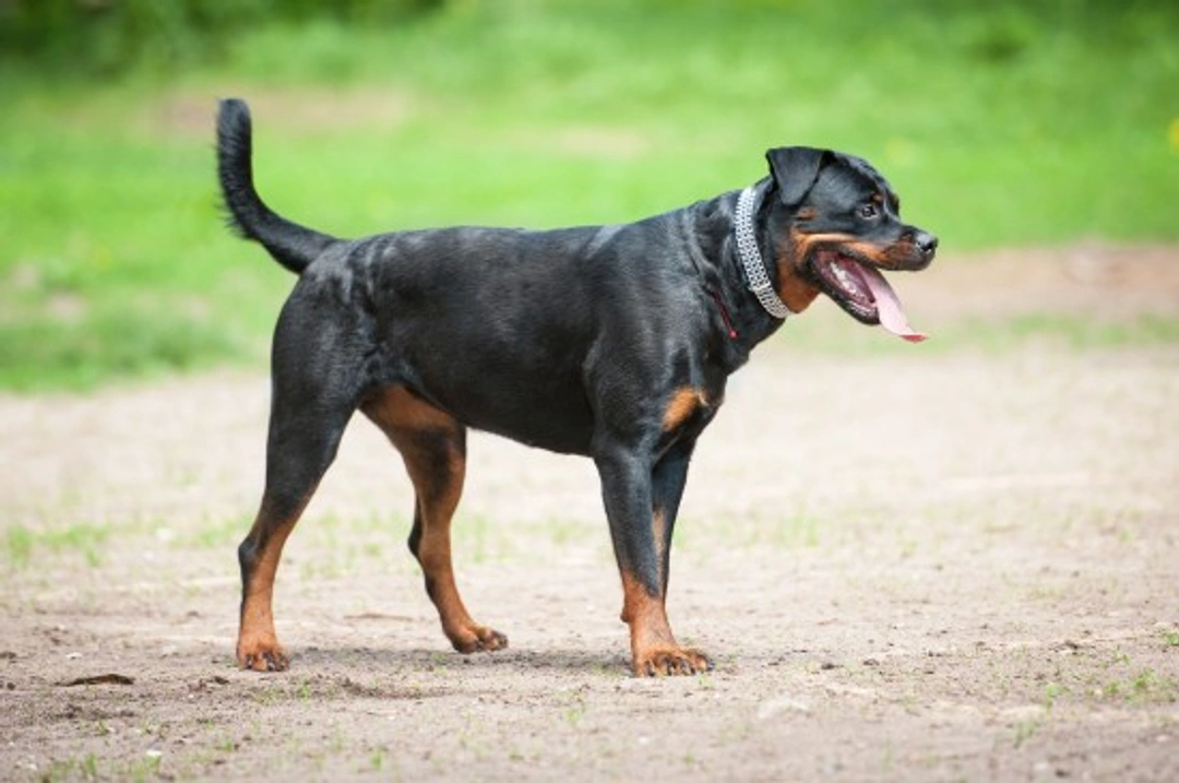 Rottweiler hereditary health: Testing & breed guidelines