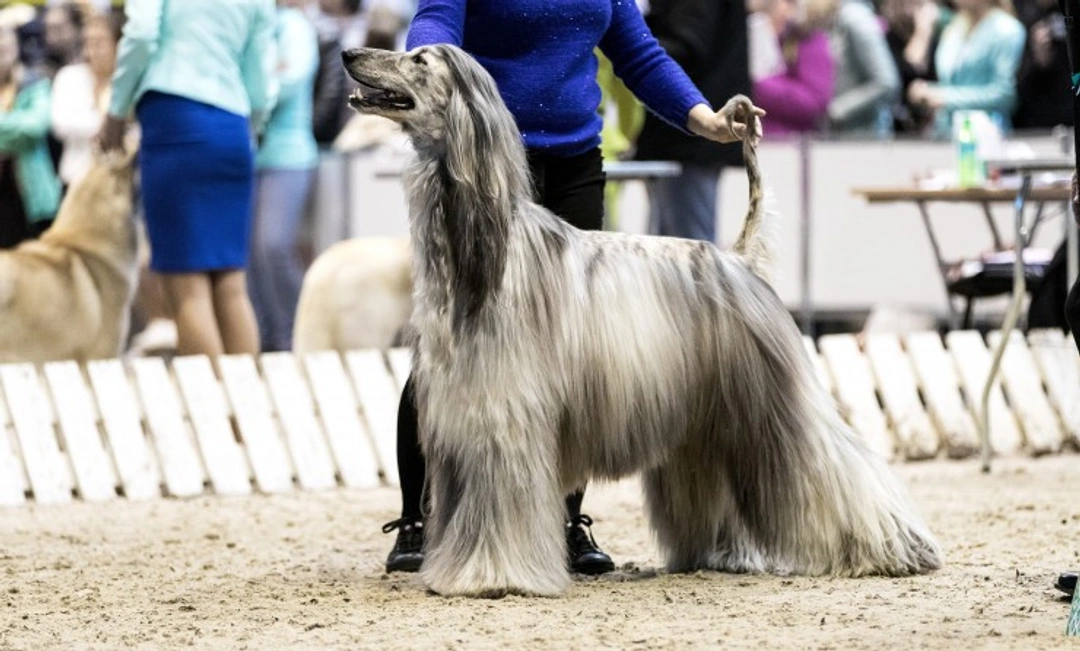 How Best in Show Winners Are Chosen at American Dog Shows