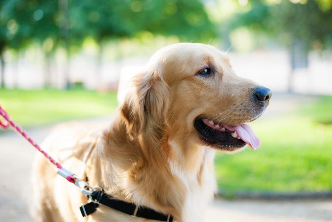 Recognizing Stroke Symptoms in Dogs