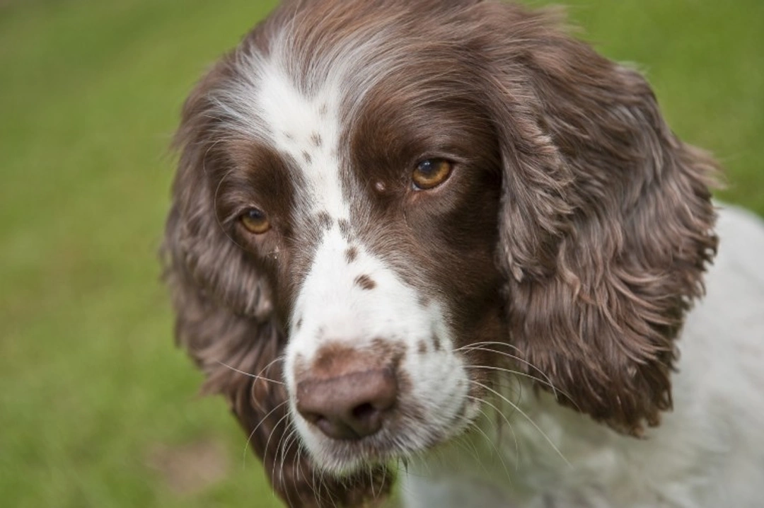 Ehlers-Danlos Syndrome in Dogs: Causes, Diagnosis & Care