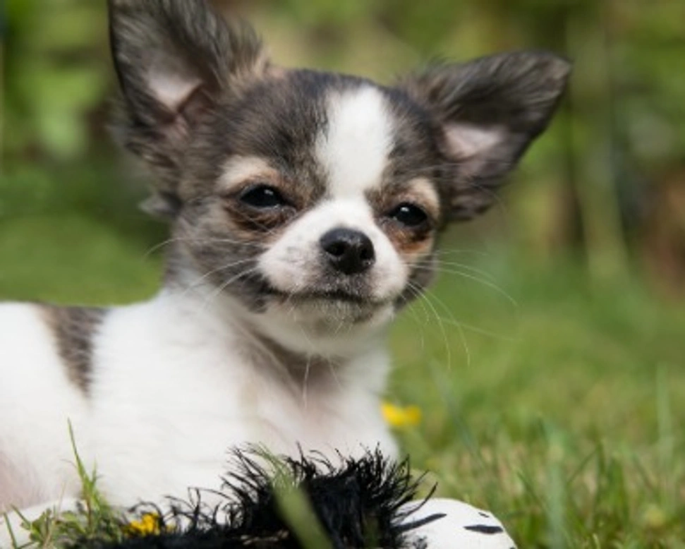 Cucciolo di cane che abbaia: come addestrarlo e gestirlo