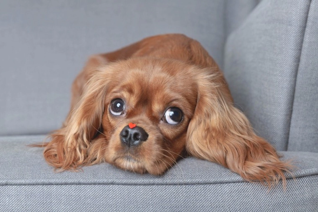 5 Ways to Show Your Dog Love This Valentine’s Day