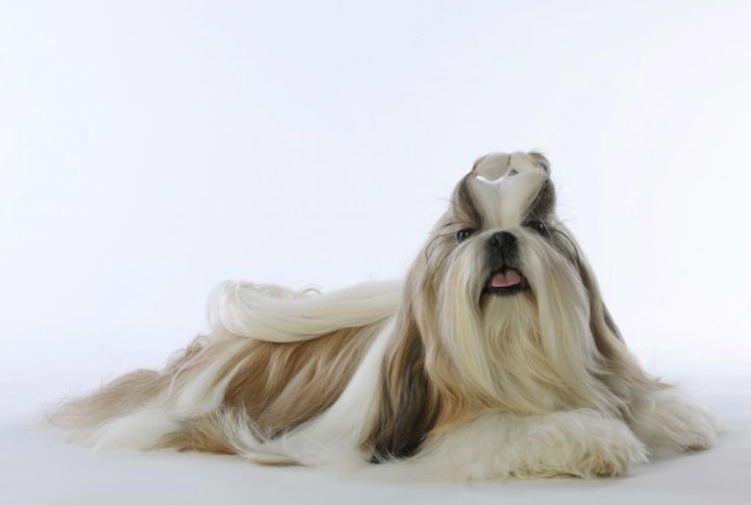 How to Groom and Care for Your Shih Tzu's Coat
