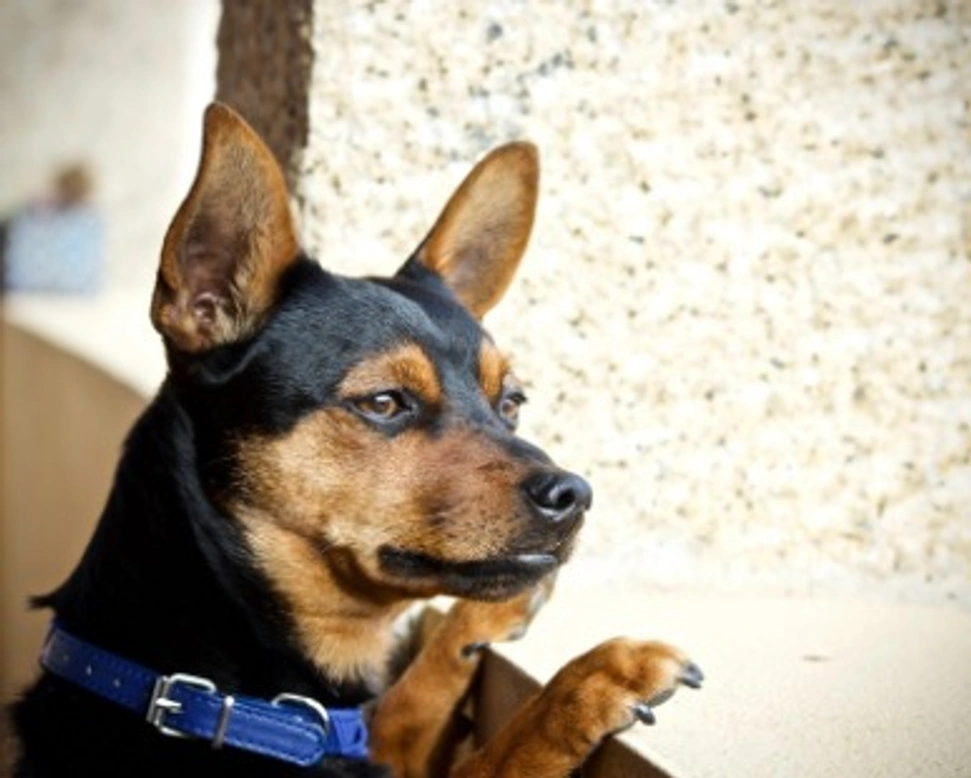 Adottare un animale domestico in Veneto