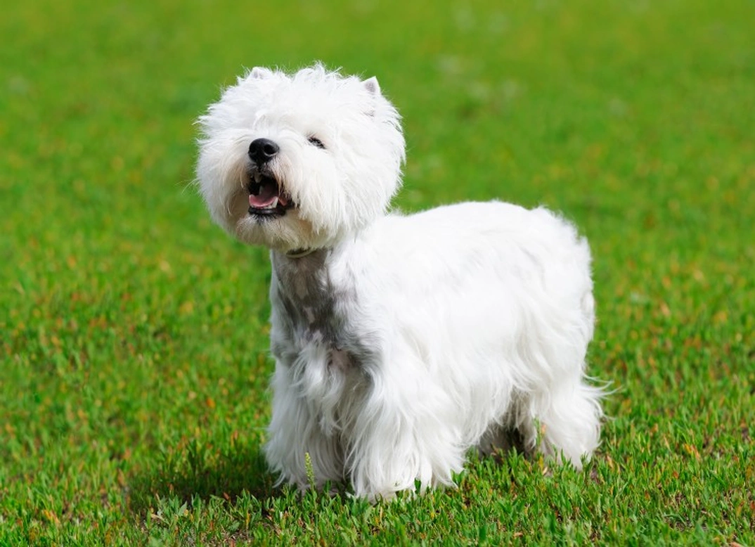 Craniomandibular Osteopathy in Dogs: Causes, Symptoms & Care