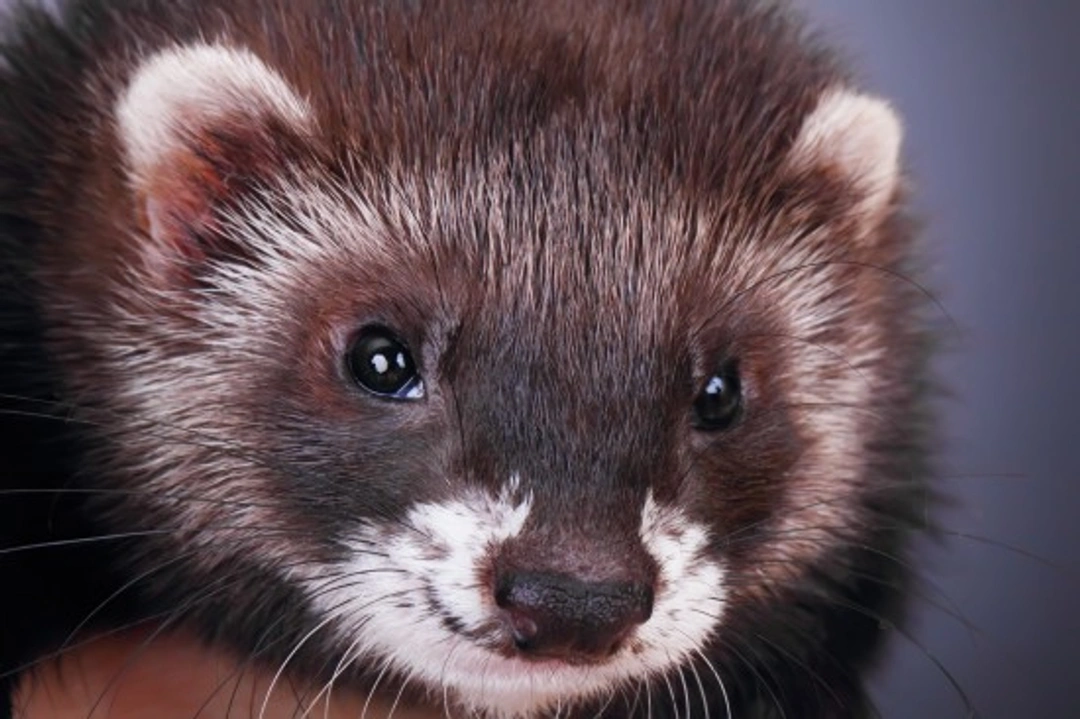 Do Ferrets Smell? Tips to Keep Your Ferret Fresh
