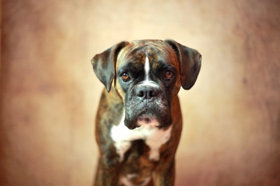 Idiopathic Head Tremors in Dogs: Causes, Breeds & Care