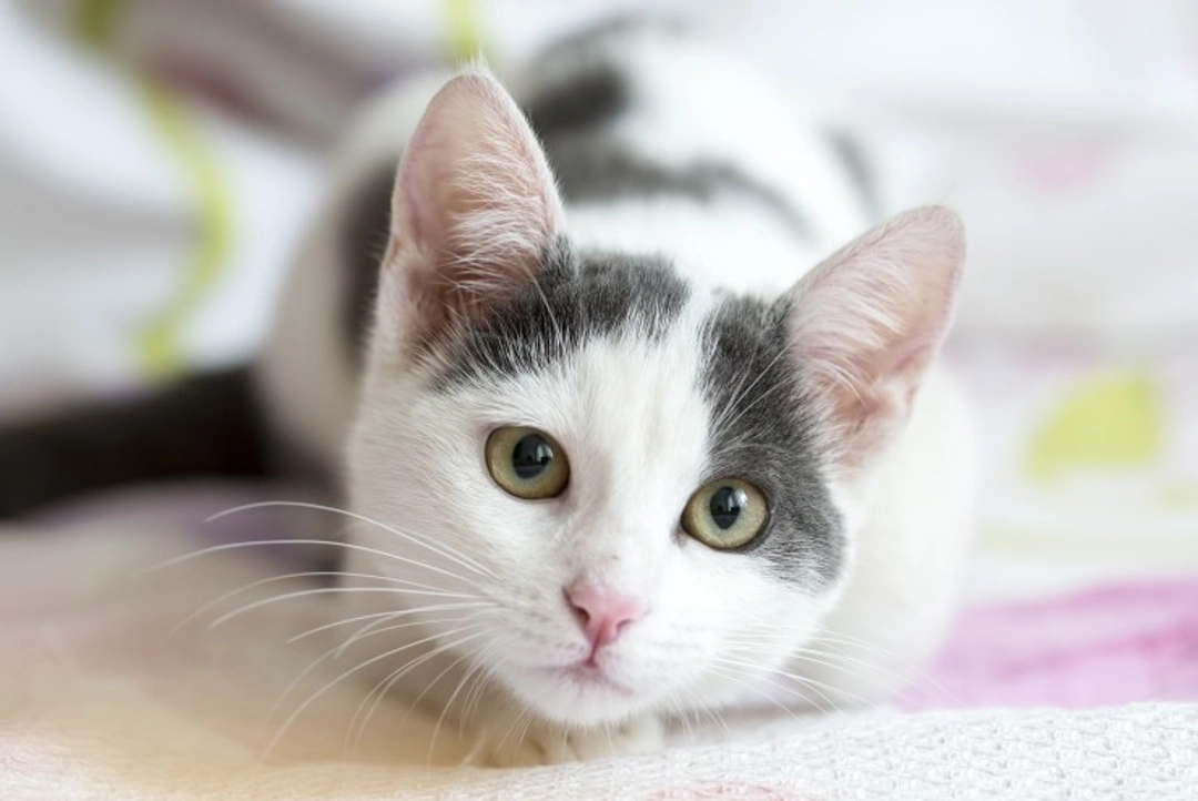 Feline Immunodeficiency Virus (FIV) in Cats: Complete Guide