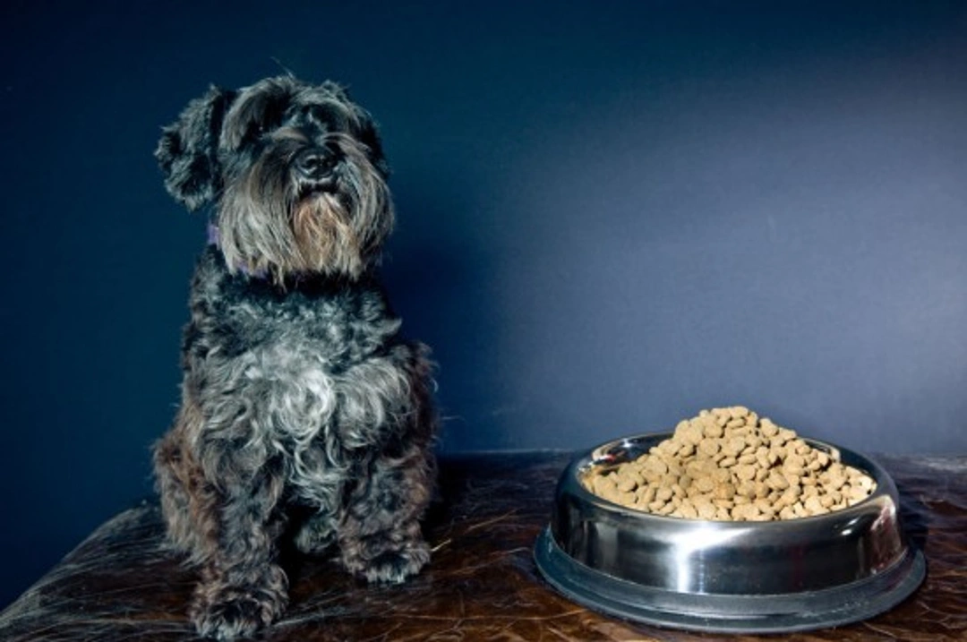 Why Isn’t My Dog Eating? 8 Common Causes Explained