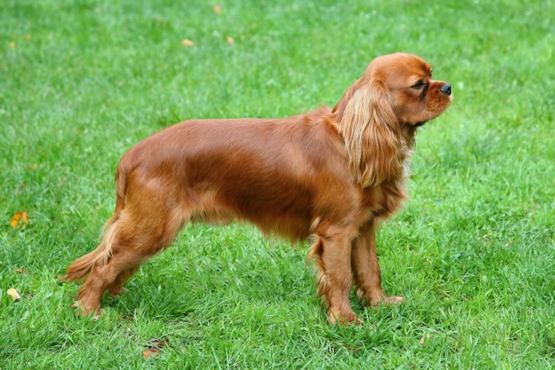 All about syringomyelia in dogs: signs, tests, treatment