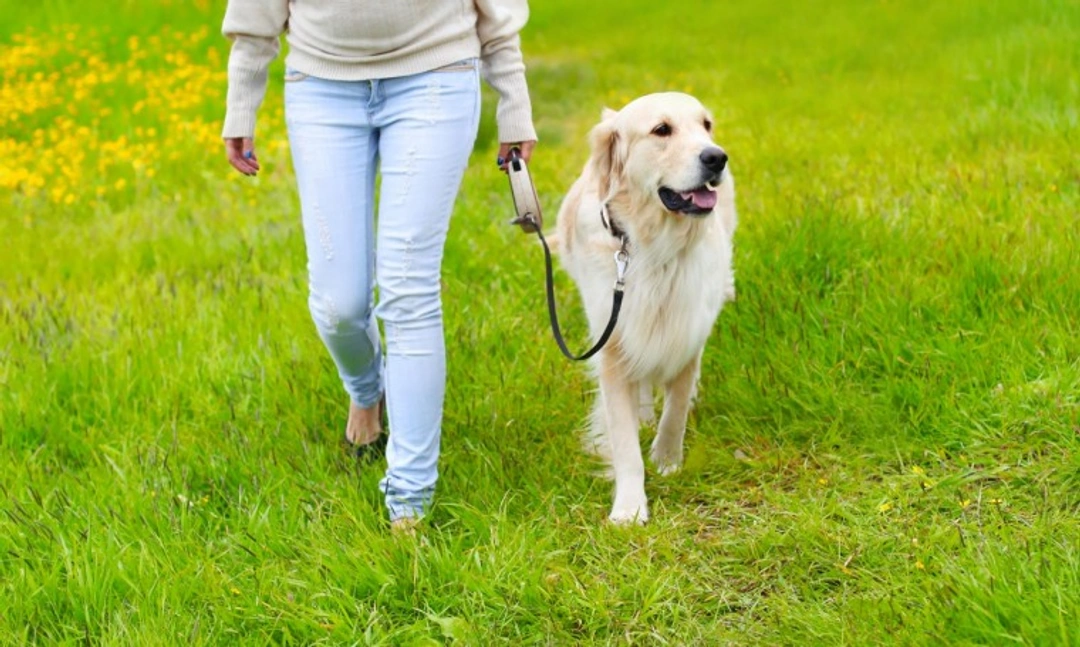 How to Walk a Dog with Arthritis: Step-by-Step Advice