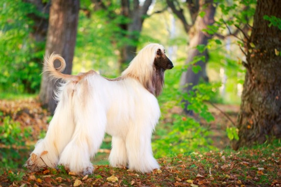 Complete Guide to Grooming Your Afghan Hound at Home