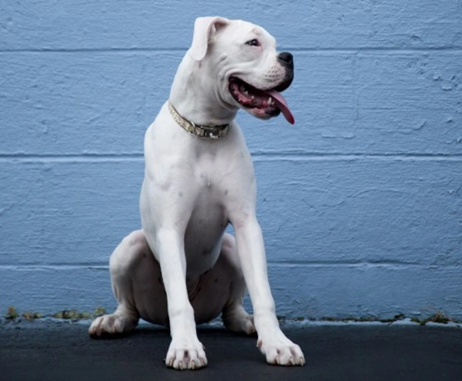 Five of the worst reasons to consider getting a dog