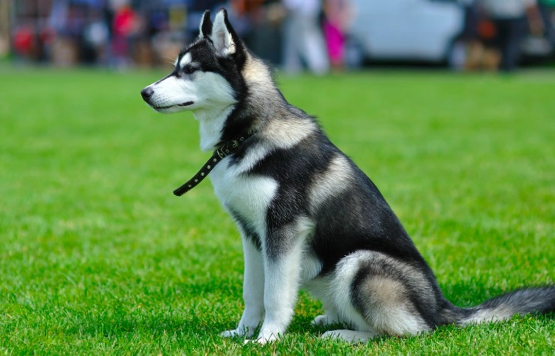 UK’s Most Popular Working Dog Breeds: Definitive List 2025