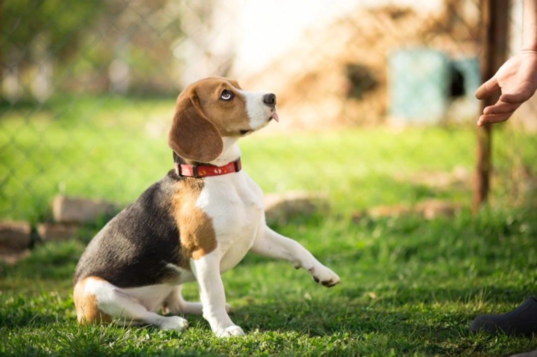 Hardest Dog Commands to Teach: Why They Challenge Your Dog