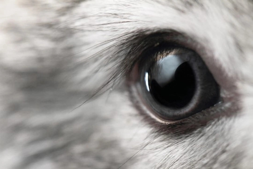 Cataracts in Rabbits: Causes, Symptoms & Care Guide