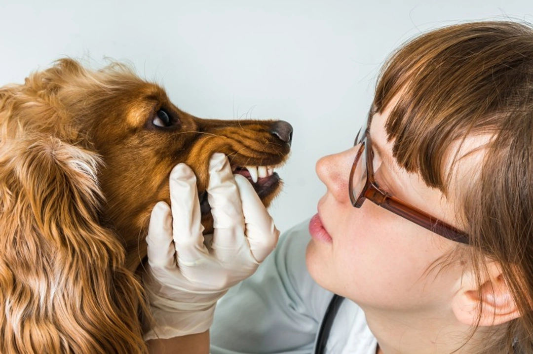 Comparing Prices at Your Local Veterinary Clinics