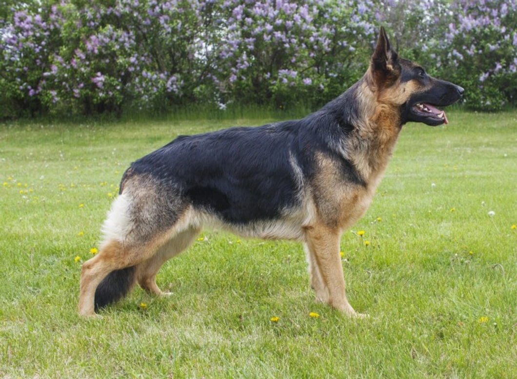 Haemophilia Testing Guide for Male German Shepherds