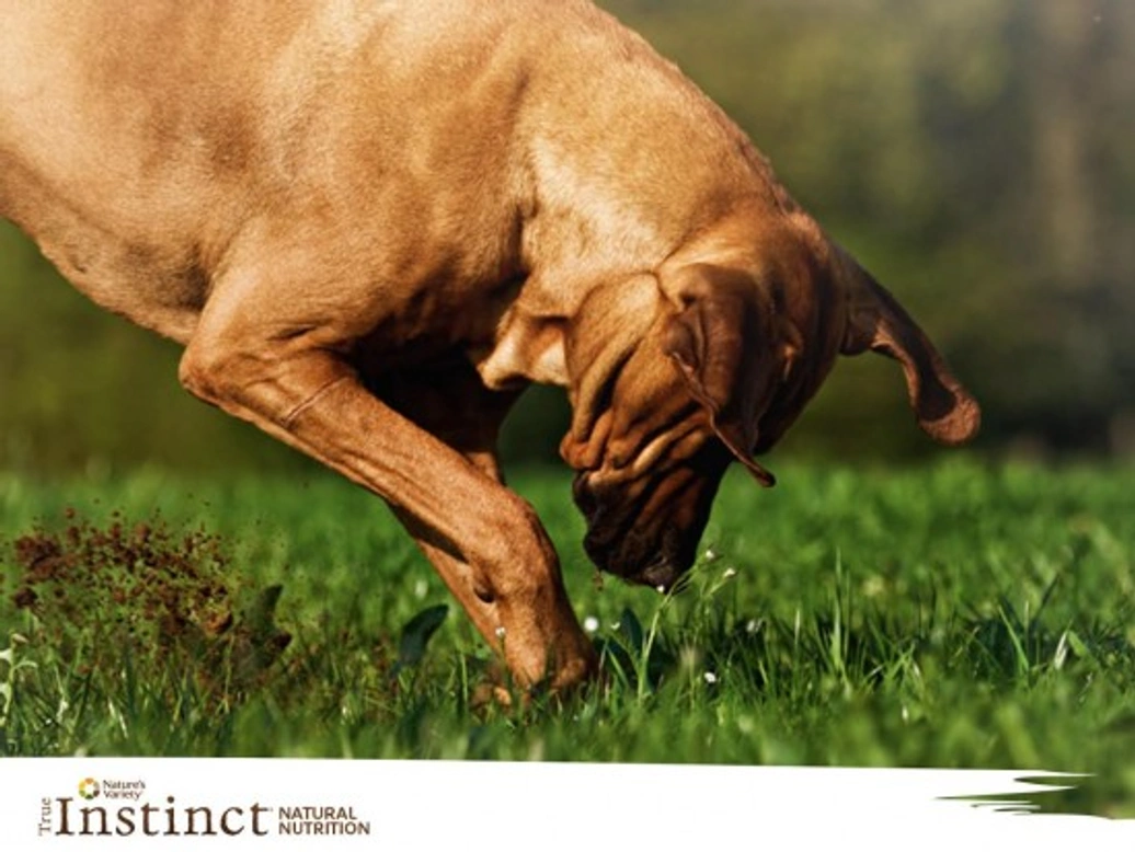 ¿Por qué come hierba mi perro?