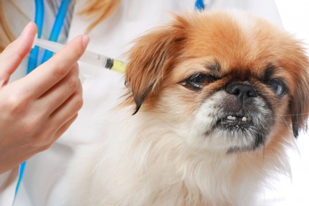 Canine Inoculations: Are Vaccines Necessary for Your Dog?