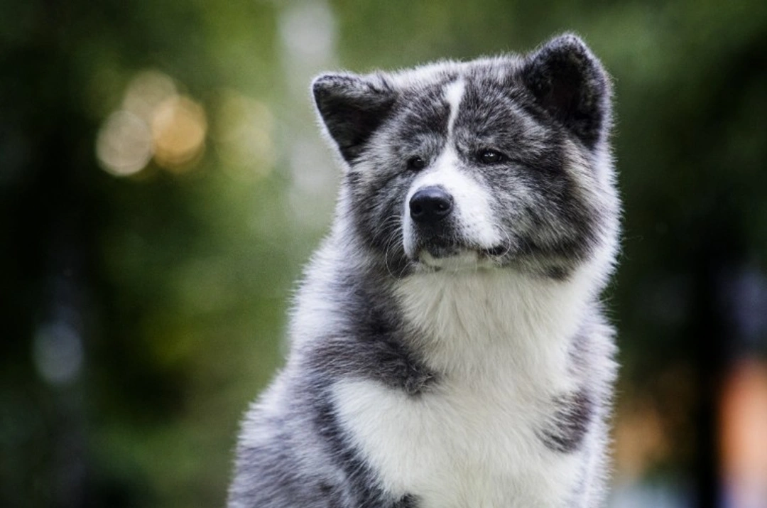 10 Must-Know Facts About Akita Dogs Before Buying