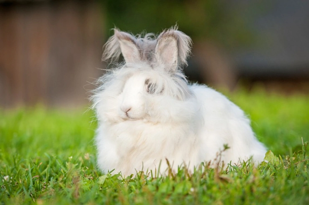 Complete Guide to Grooming and Caring for Angora Rabbit Coat