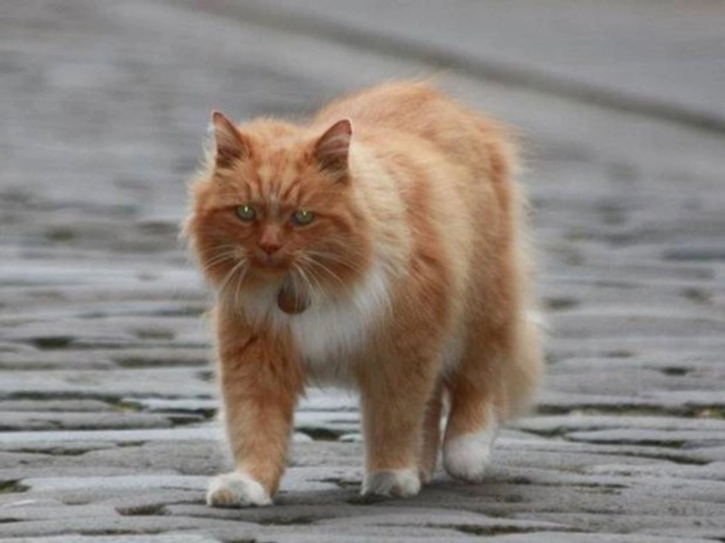 Five Famous Cats: Stories Behind Their Unique Fame