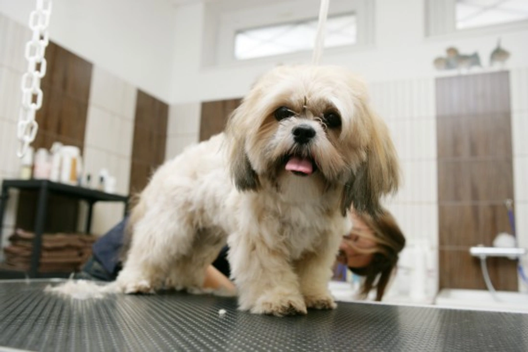 How to Safely Handle Matted Fur in Dogs