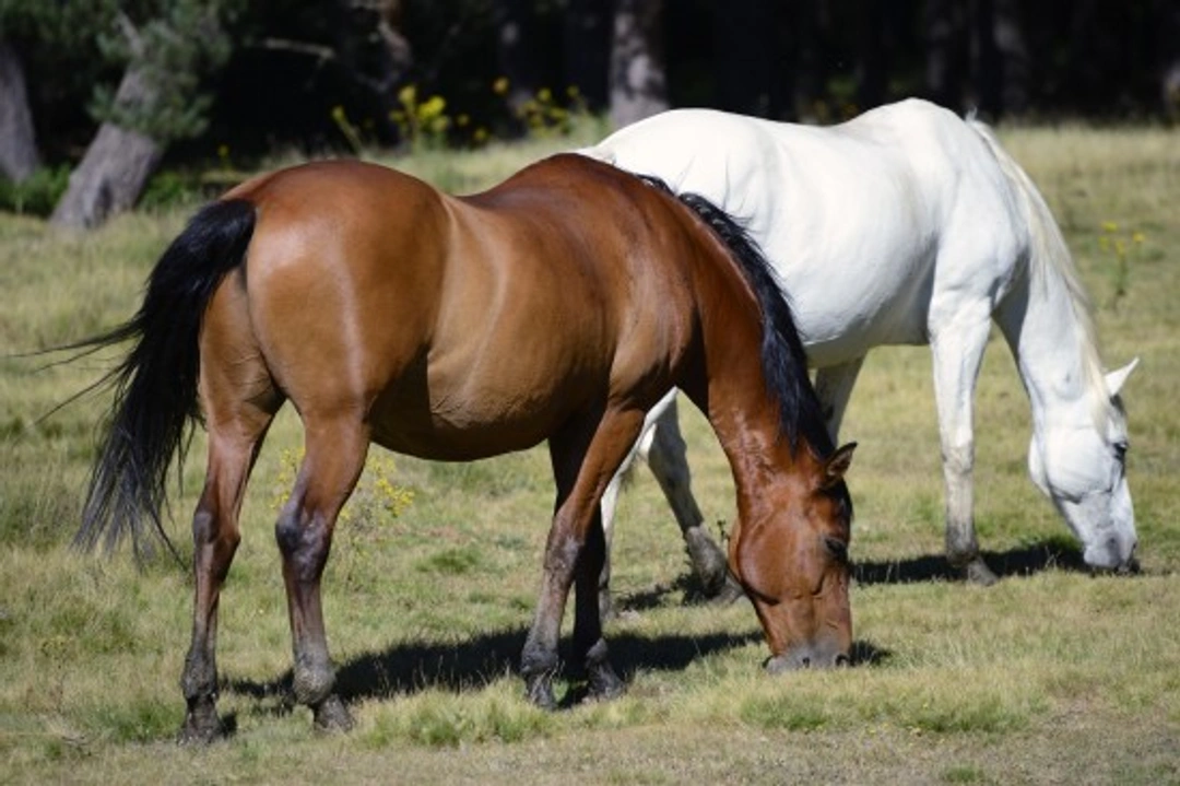 Retired Racehorses: Success in New Equestrian Disciplines