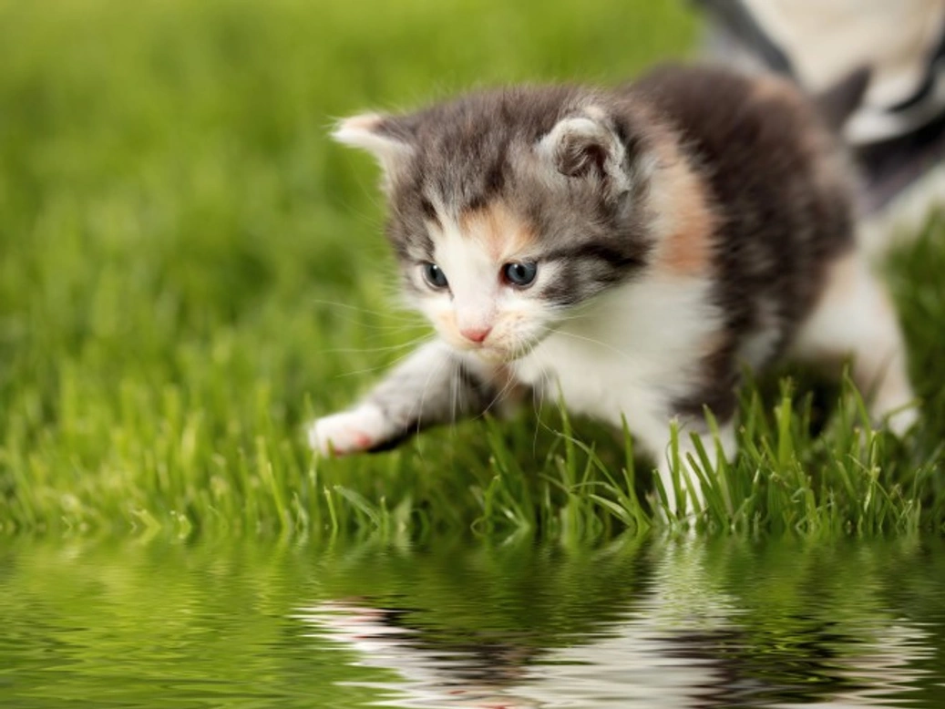 Why Do Cats Hate Water? Understanding Their Aversion and Exceptions