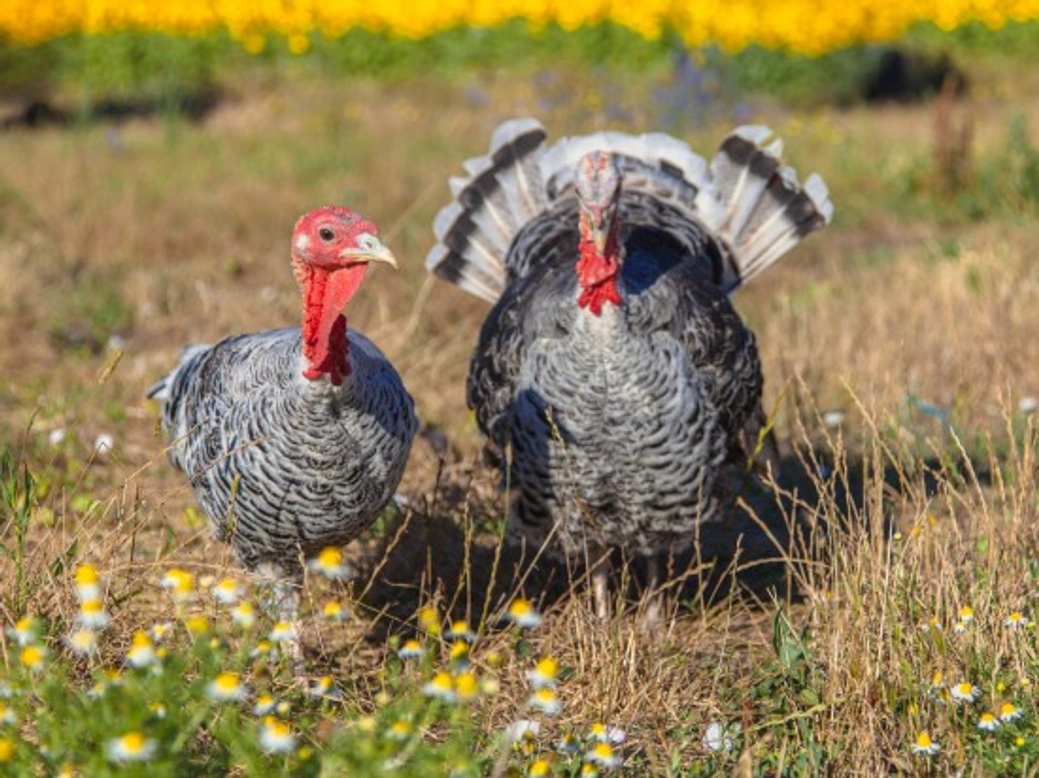 How to Keep Turkeys Healthy: Essential Care Tips