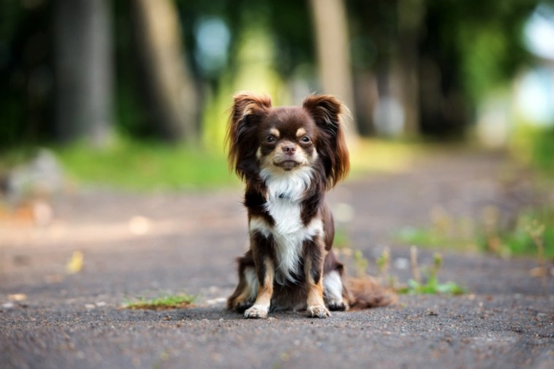 5 Hidden UK Dog Ownership Costs & Budget Tips for 2025