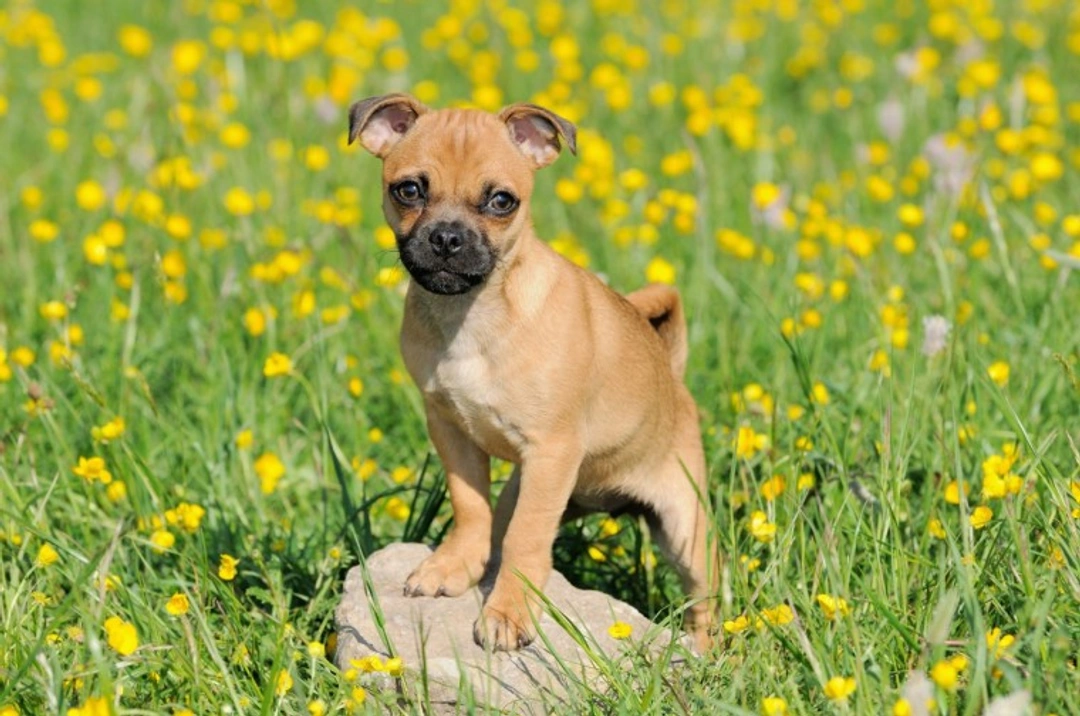 The Jug Dog: UK’s Popular Jack Russell and Pug Mix
