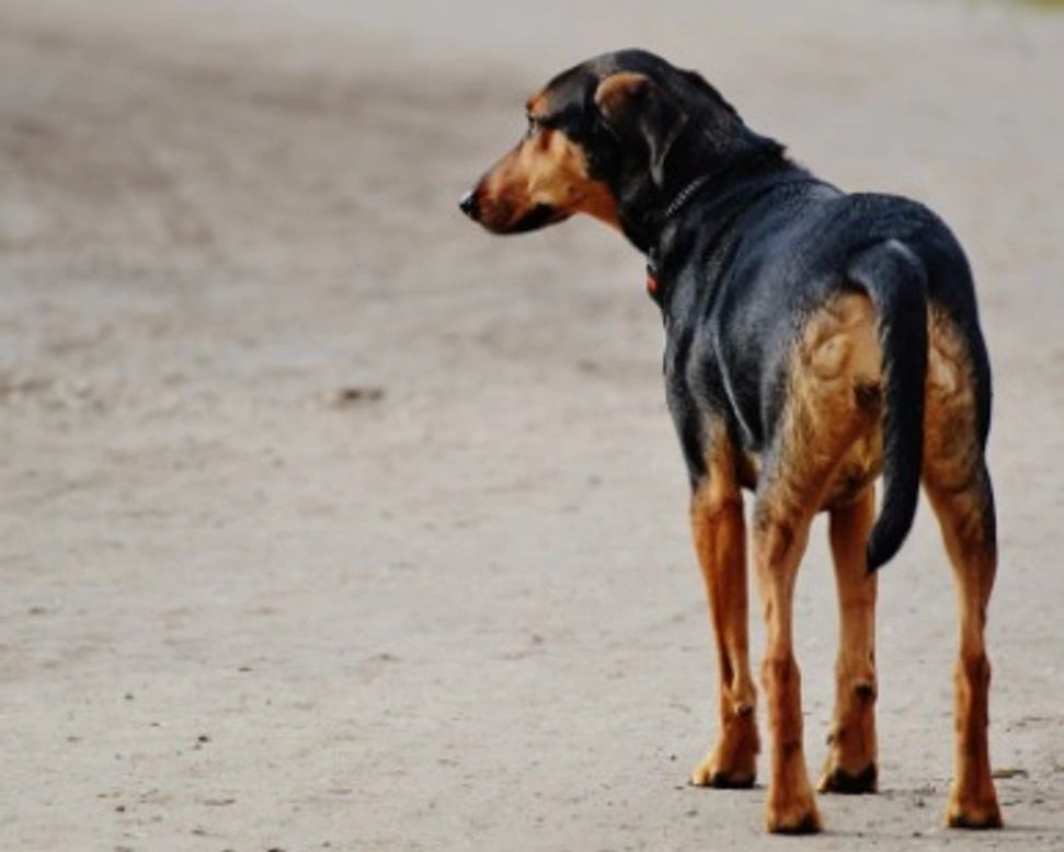 Associazioni Animali: La mia ombra scodinzola