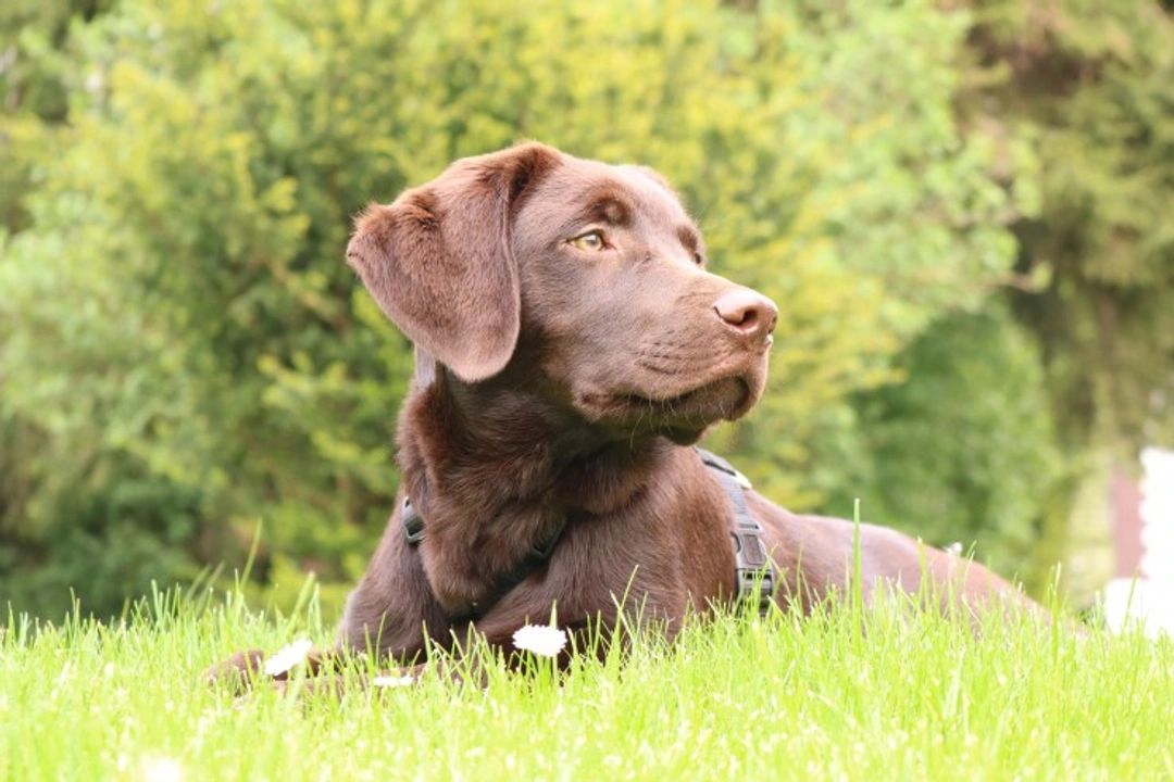 Rickets in Dogs: Causes, Signs, Diagnosis & Treatment